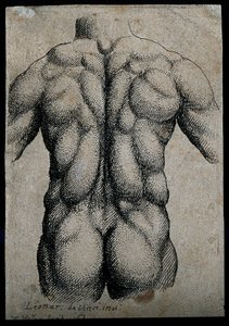 筋肉を強調した後ろから見た男性の胴体 作： Leonardo da Vinci